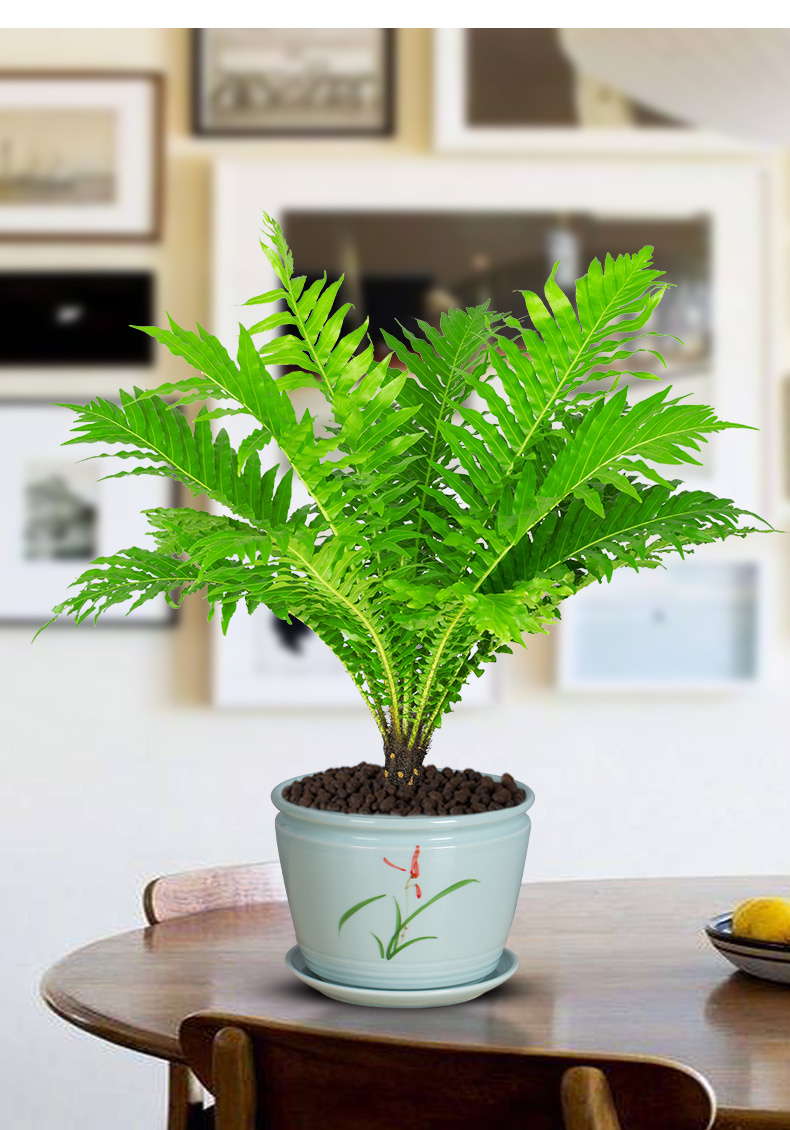 涞思芊品质保证波士顿富贵蕨盆栽四季常青客厅办公室内绿植好养蕨类