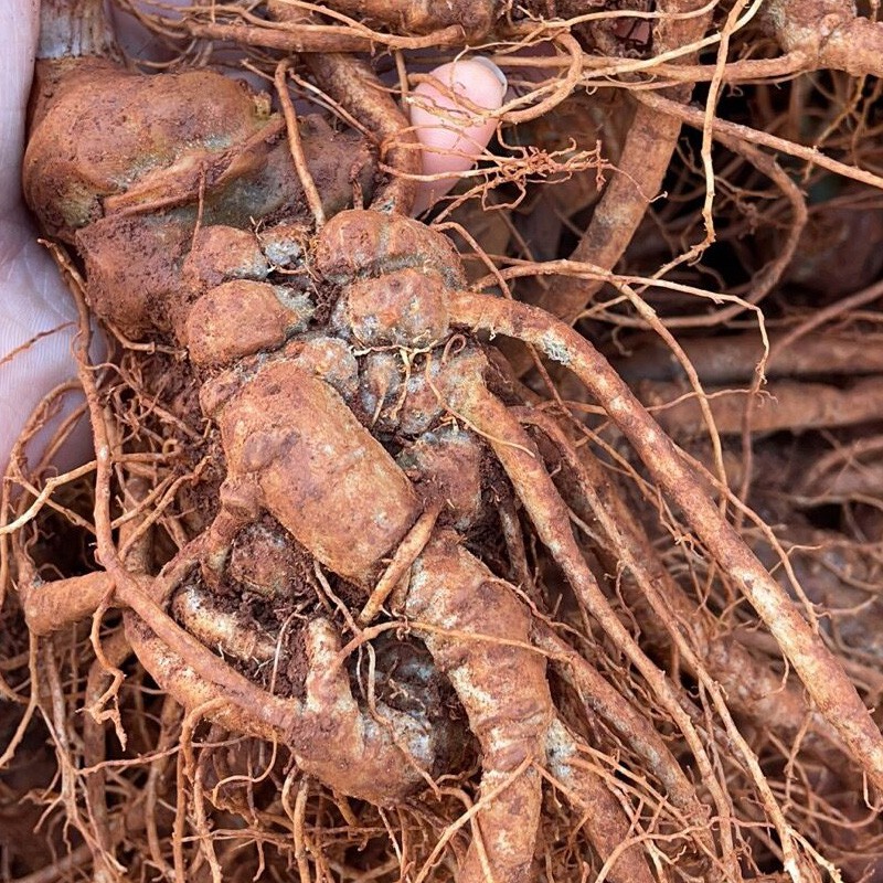 云南文山现挖带泥新鲜三七500g活三七3头4头5头6头7头8头9头10头新鲜