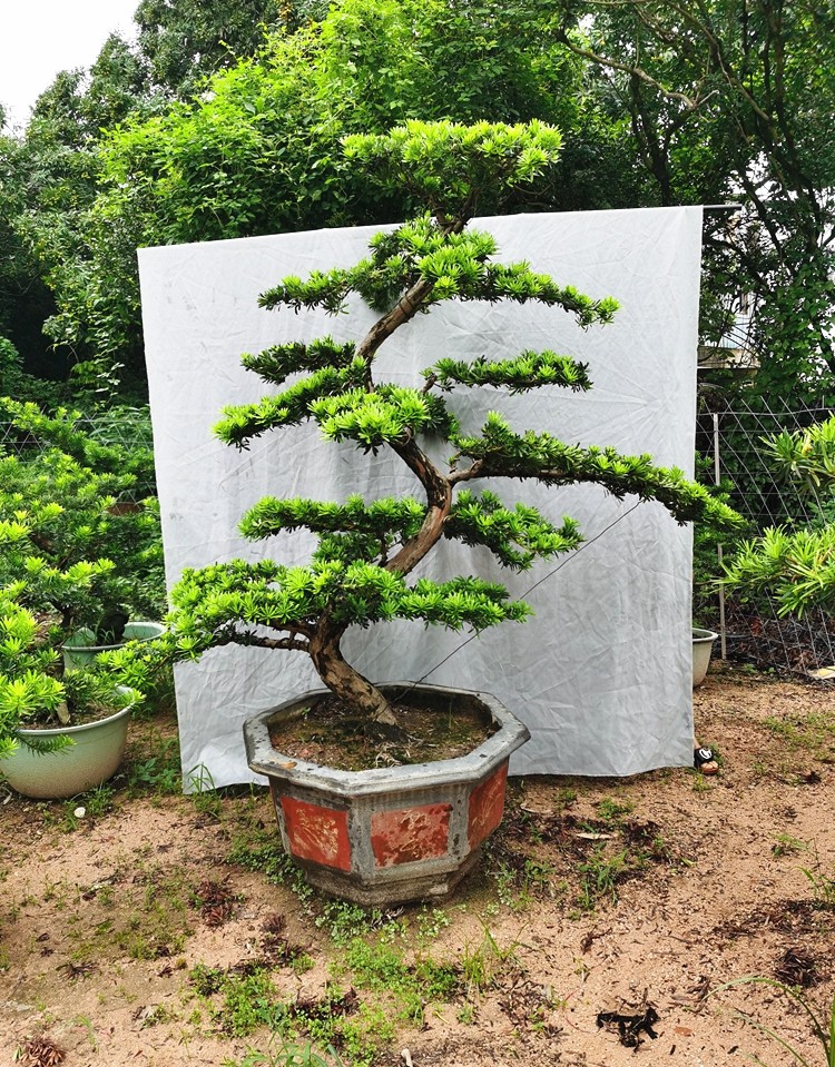 盆景树桩盆栽植物四季常青绿植庭院台湾金钻迎客松造型金钻罗汉松含盆