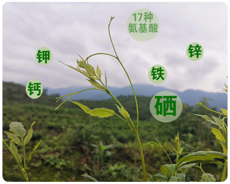 张家界莓茶特级芽尖龙须野生茅岩莓藤茶霉茶养生聚天门250g【图片