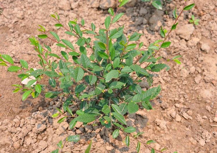 榆树苗速生榆树小苗庭院绿化苗木可食用小叶榔榆苗白榆榆钱树地栽地径