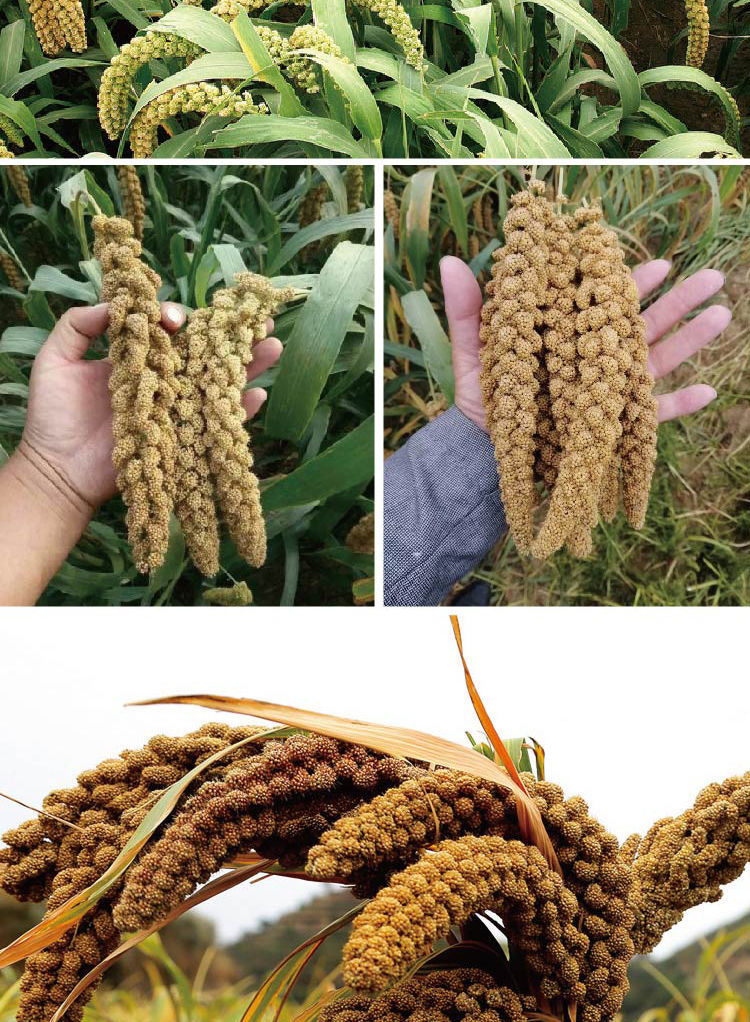 沁州黄谷子小米种籽粟米小香米种子香糯软绵高营养五谷杂粮种书香黄谷