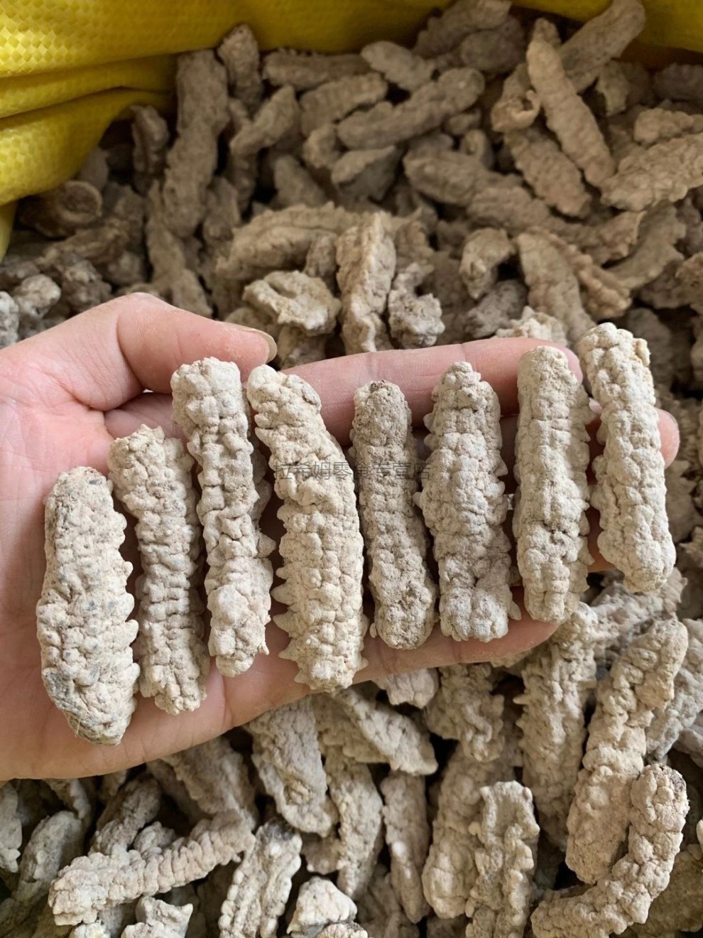 黄玉参海参干货黄肉参仔小黄玉参酒店食材用料 精选中号250g(约100只)