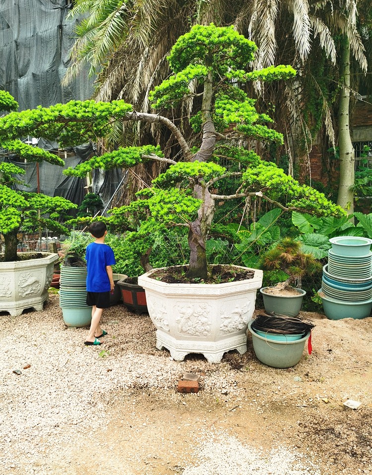 多瑙梦大型罗汉松园艺盆景树桩盆栽植物四季常青绿植庭院台湾金钻迎客