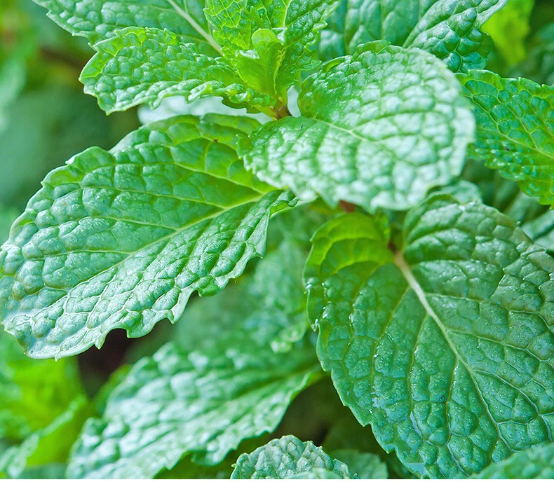 大禹可食用薄荷种子盆栽薄荷苗香槟薄荷苗6棵