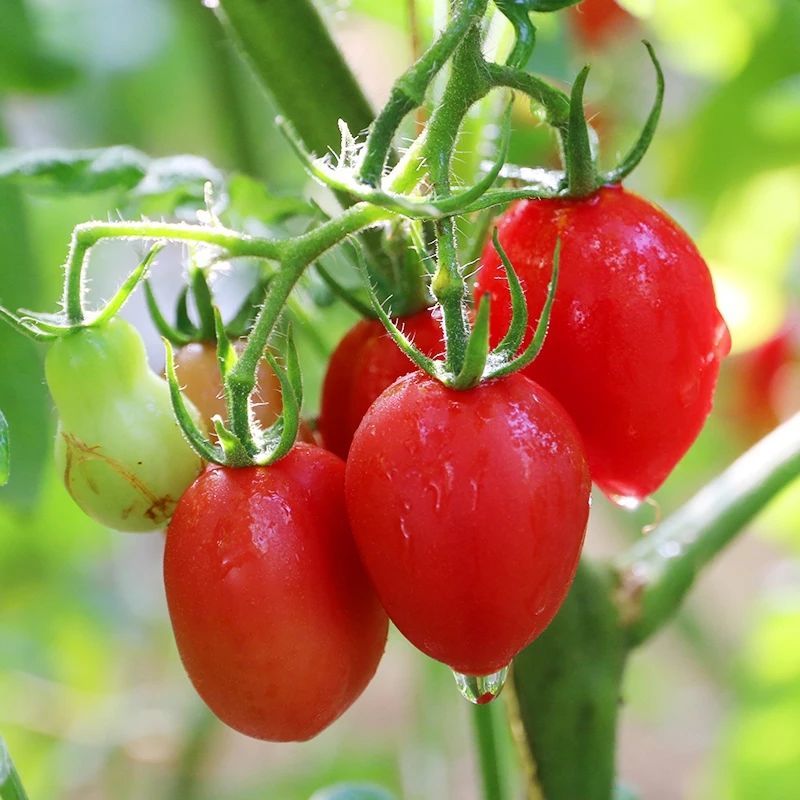 现摘黄色圣女果新鲜水果樱桃小番茄非千禧夏日阳光小西红柿蔬菜 2斤