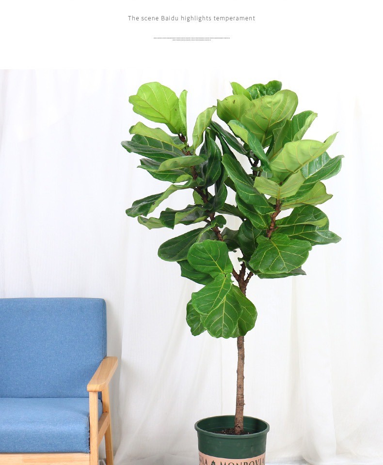 琴叶榕盆栽室内大叶植物客厅办公室好养护网红绿植琴叶榕1213米草编盆