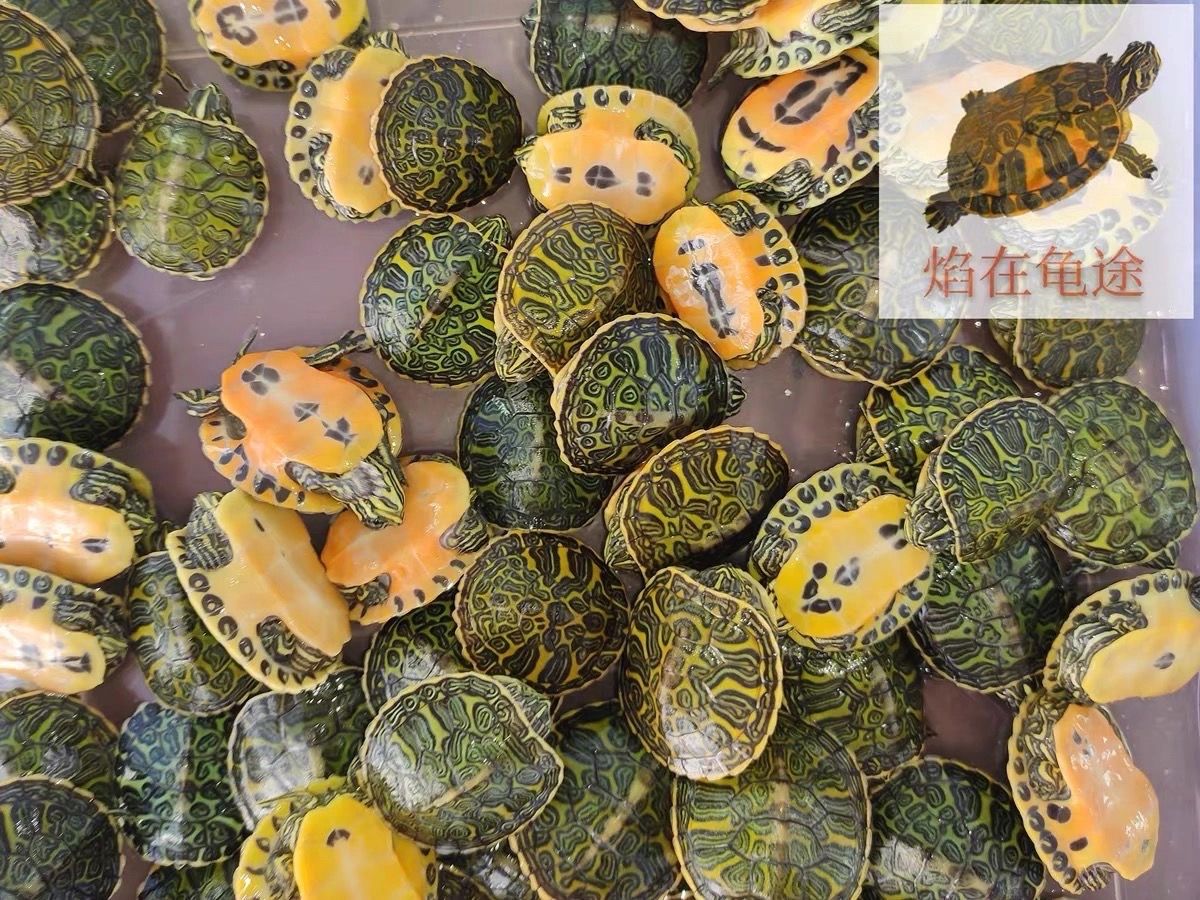 超红火焰龟苗头苗血红火焰小乌龟红腹宽纹火焰龟苗观赏龟 错甲随机发3