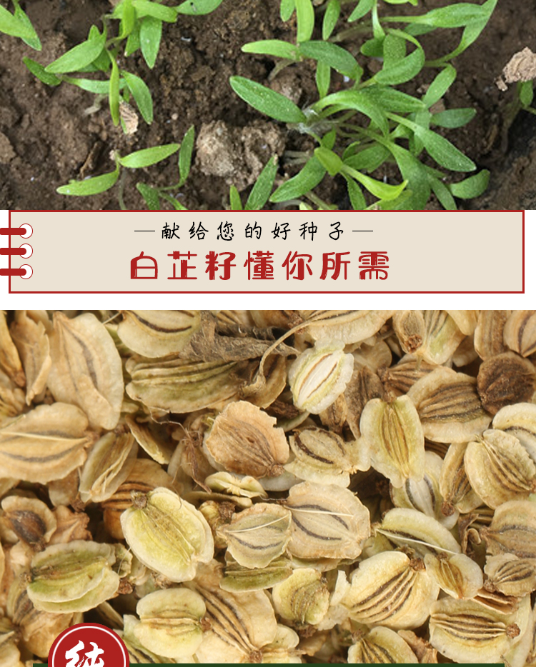 出售散装白芷种子今年纯新中药材白芷川白芷祁白芷白芷种子一斤