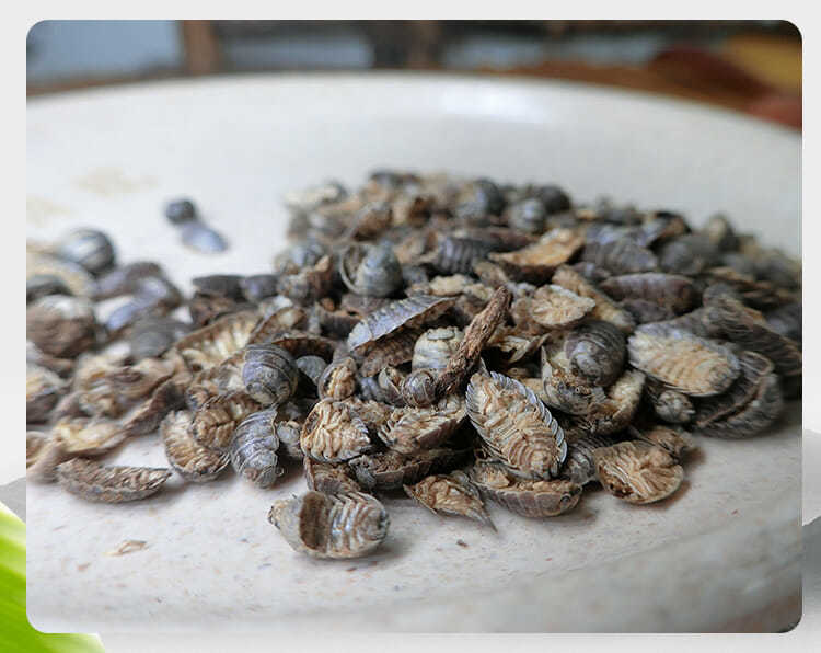 中药材鼠妇虫鼠妇虫地虱湿虫潮虫干货到250克可打粉新货 鼠妇虫(250克