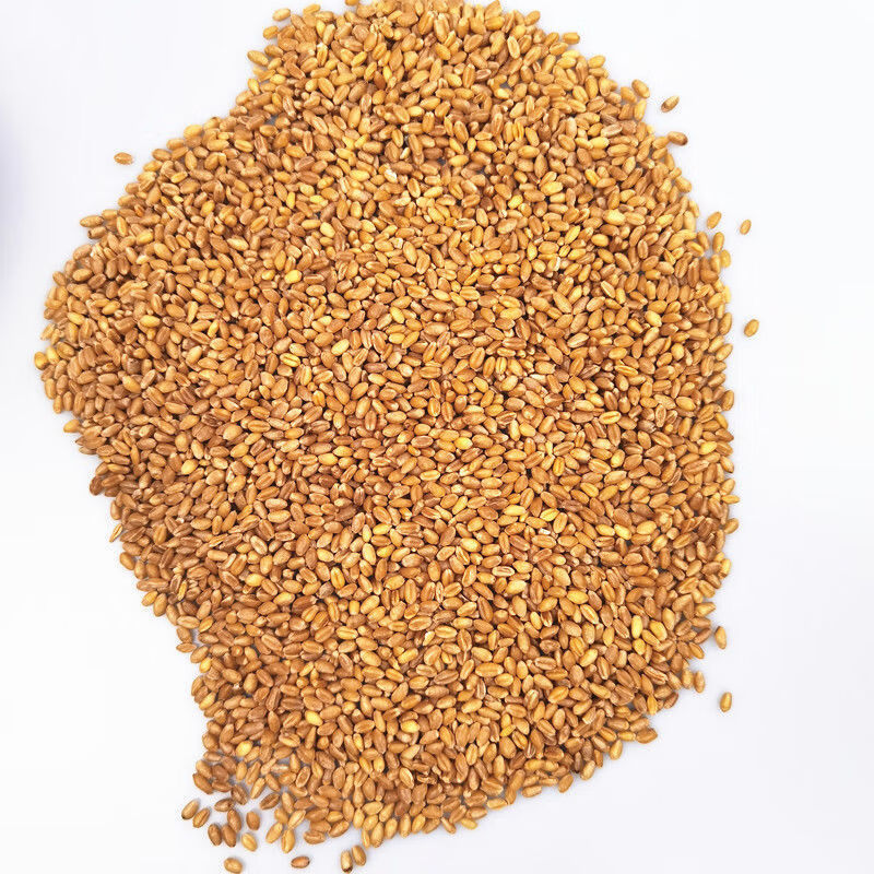 干净小麦粒喂鸡鸭鹅鸽子鸟家禽饲料原料钓鱼打窝猫草种子麦芽糖苗