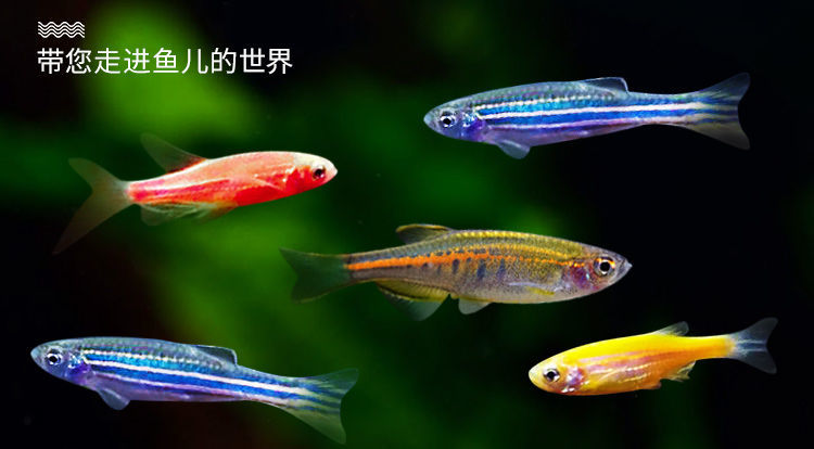 小型红绿灯鱼好养耐活鱼练手鱼小鱼活观赏鱼b六色彩虹斑马6条2条防损