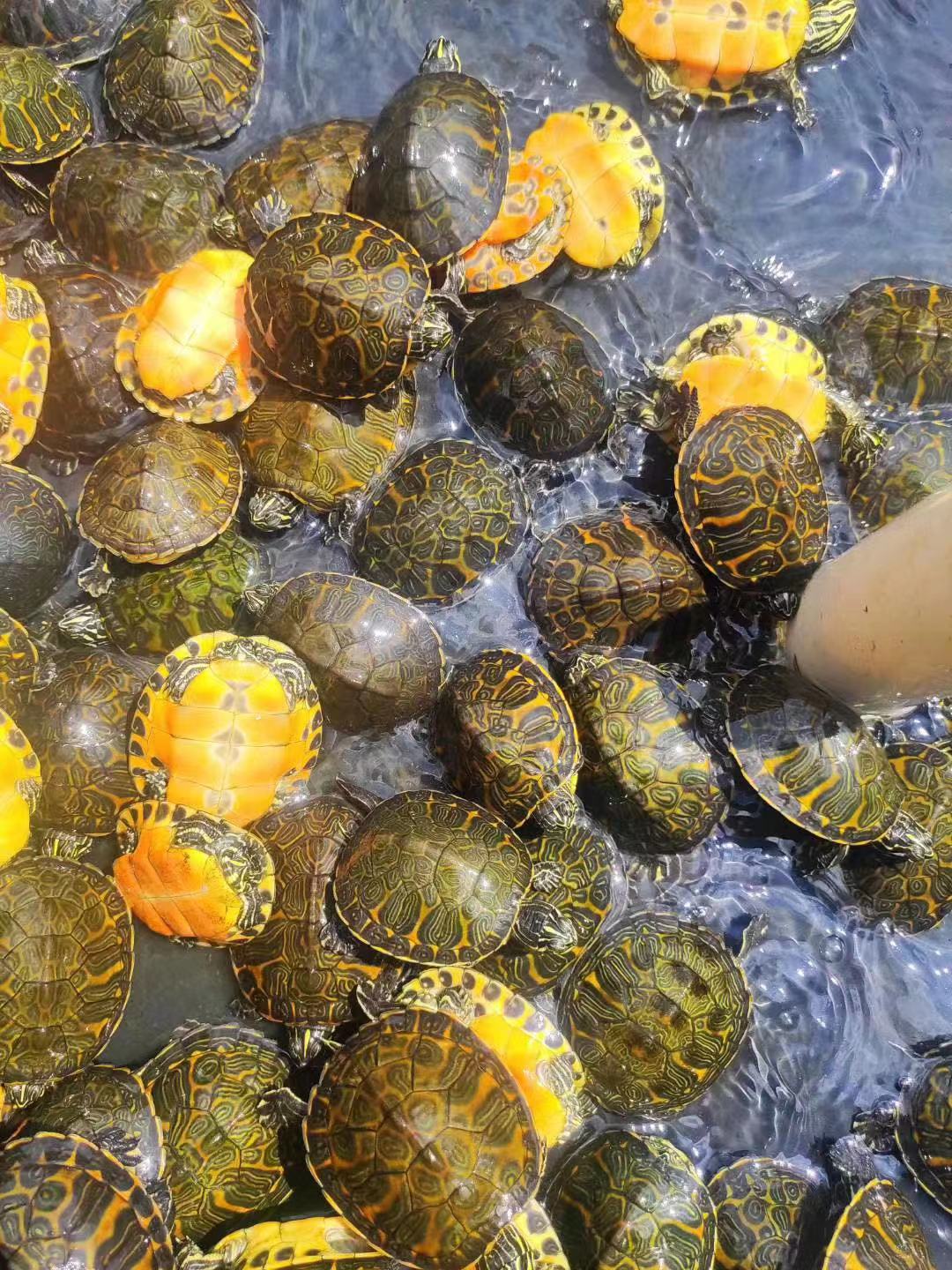 纯黄耳龟风水招财网红草龟深水乌龟小宠物活体观赏吃