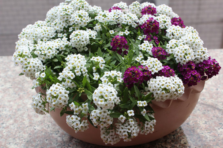 庭芥 玉蝶球 六月雪混色蓝色 低矮观赏多年生花卉种子 混色香雪球1000