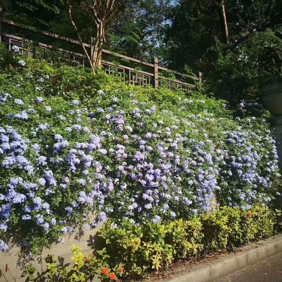 庭院爬藤网红花蓝雪花室内外地栽阳台都可以两盆120盆小盆