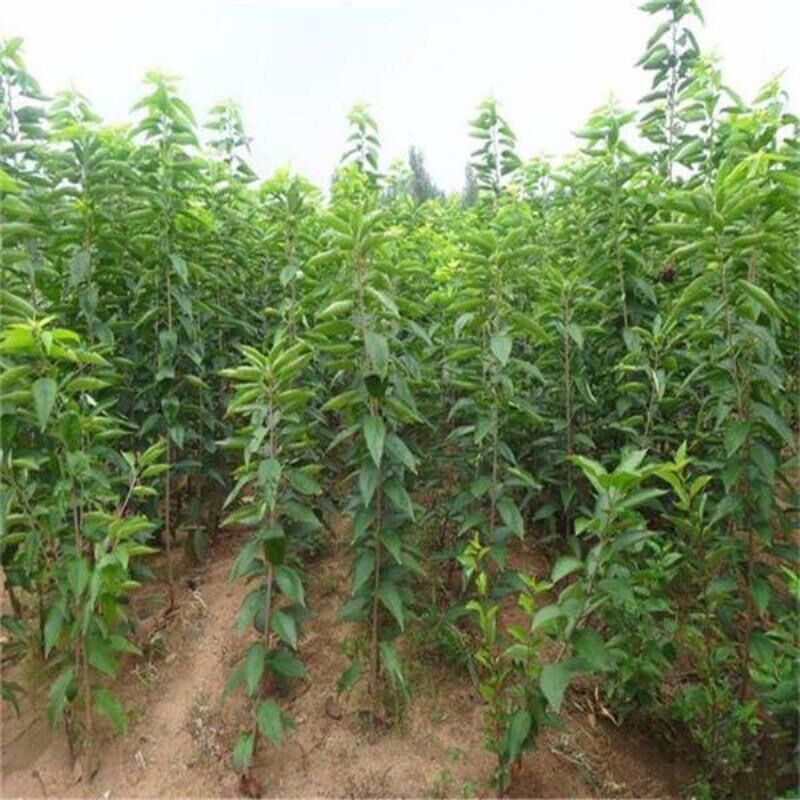 黄蜜樱桃苗嫁接黄灯樱桃树苗车厘子大樱桃苗南北方种植当年结果 黄蜜