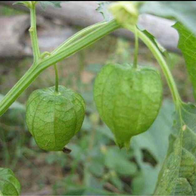 新鲜草药灯笼草 鬼灯笼打卜草 天泡果 1000g【图片 价格 品牌 报价】