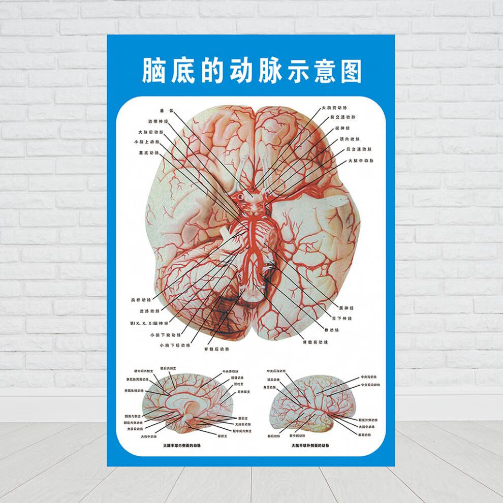 醫學宣傳掛圖人體 大腦解剖圖腦示意圖醫院佈置海報醫學宣傳人體器官