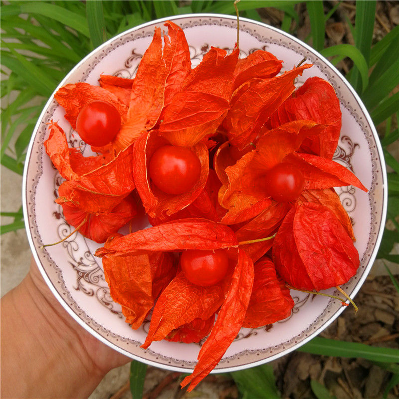 伟博锦灯笼21年新货红姑娘皮干果冷冻鲜的苦姑娘锦灯笼果泡水泡蜂蜜