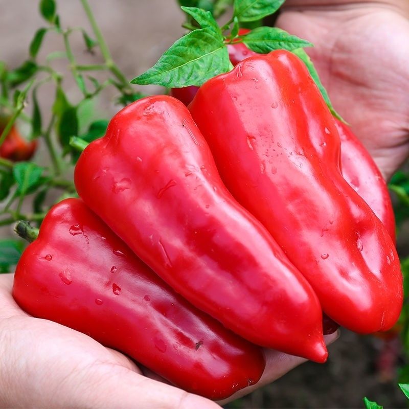 新鲜大红尖椒红辣椒农家批发红椒虎皮红椒剁椒辣椒酱红辣椒泡椒不辣1
