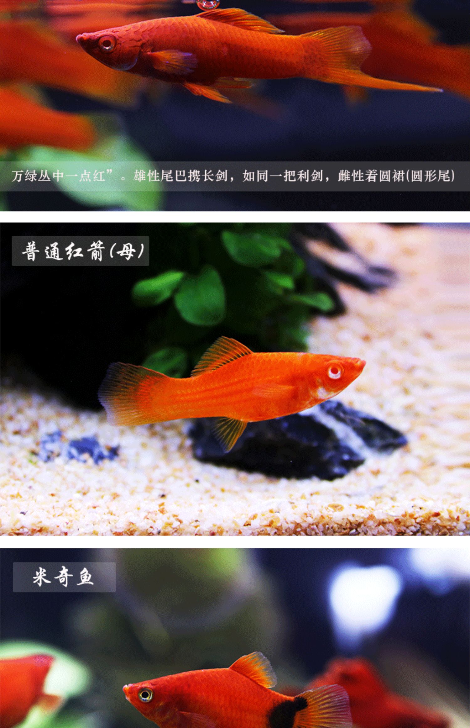 玫瑰扯旗5條 送1條備損(2-3cm)【圖片 價格 品牌 報價】-京東