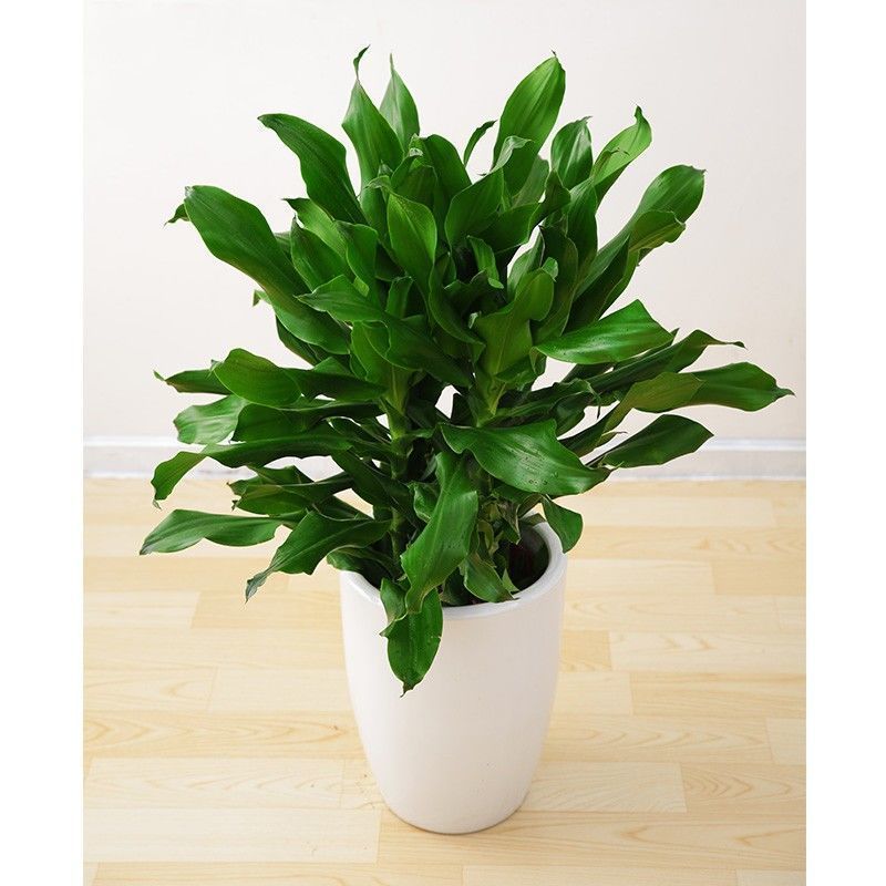 精选现发大型螺纹铁植物花卉盆栽客厅办公室室内阳台四