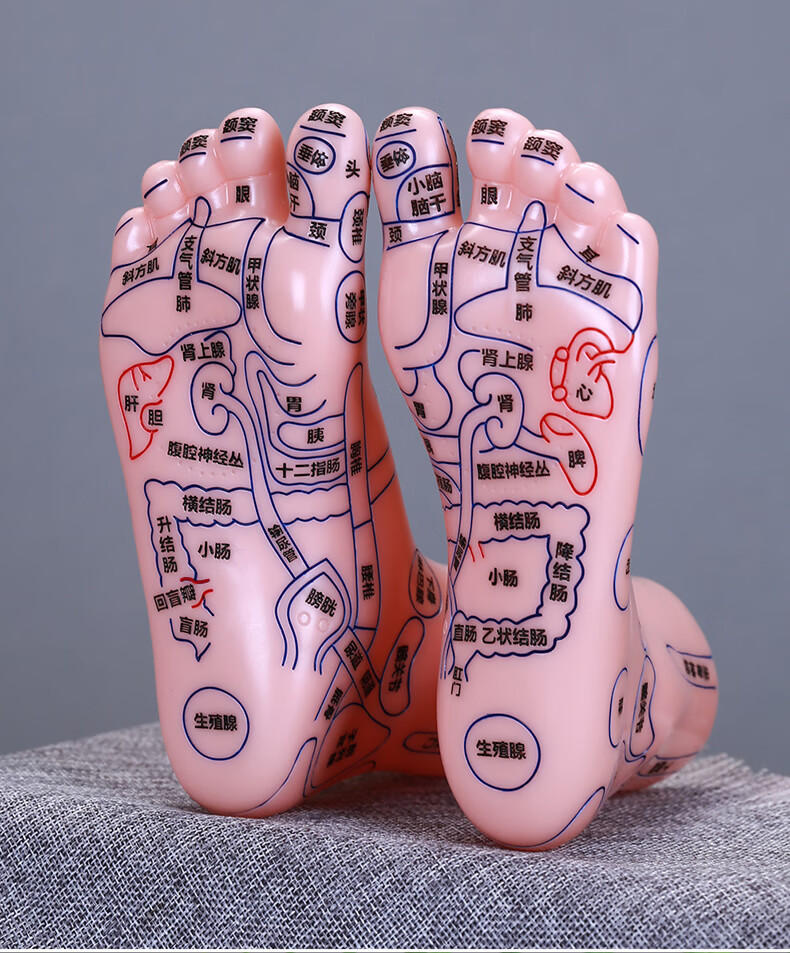人体穴位模型软胶足部按摩模型足底反射区穴位按摩器脚部脚丫子足疗