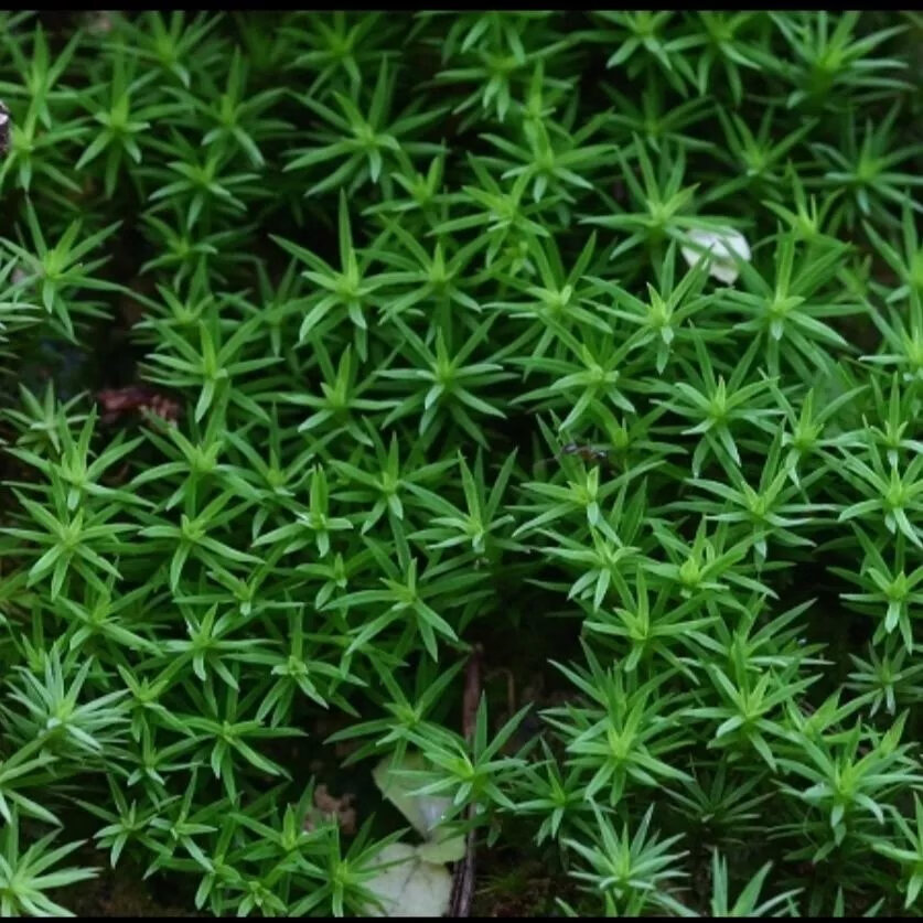 11，苔蘚微景觀青苔盆景裝飾造景植物鋪麪鮮活假山水陸缸diy室內綠植 人工大灰蘚10*10cm4片