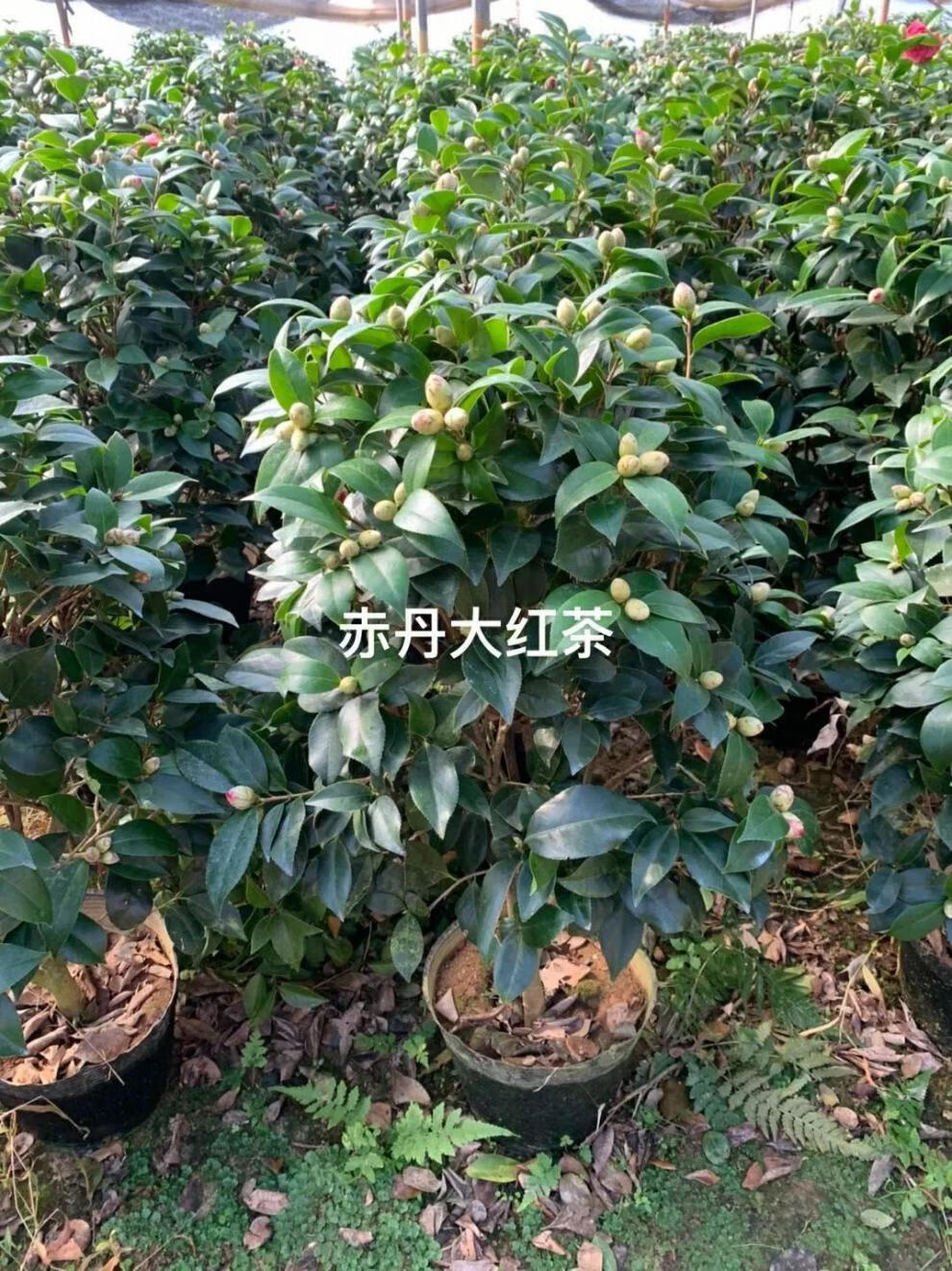 3，【現發】六角大紅赤丹茶花樹苗耐寒耐熱室內花卉盆栽四季綠植室外 大紅二年苗單枝條