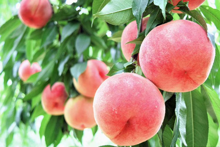 水蜜桃正宗四川龙泉水蜜桃龙泉驿特产白凤水蜜桃送礼水果彩箱16头单果