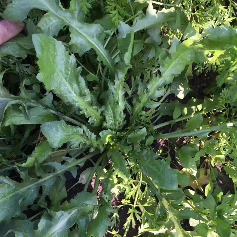 现货野菜荠菜新鲜现挖现发蔬菜荠菜包饺子鲜嫩采缇1500g速冻荠菜馅