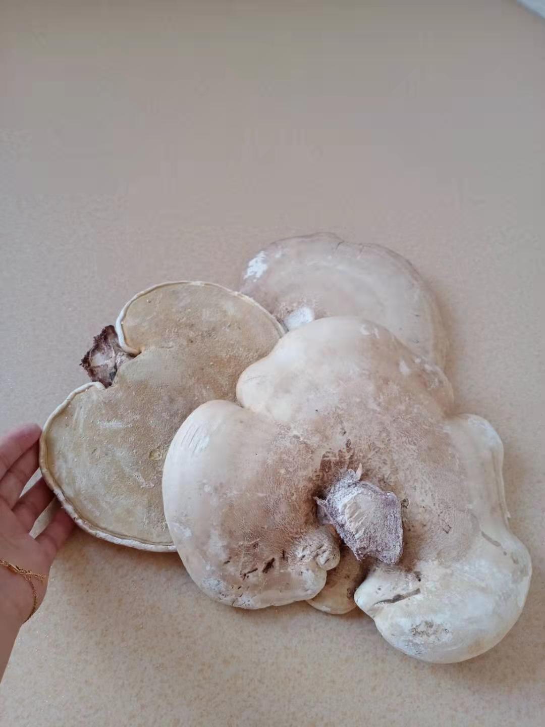 长白山白灵芝白边白玉灵芝白桦树灵芝桦剥孔菌产地切片白灵芝250克