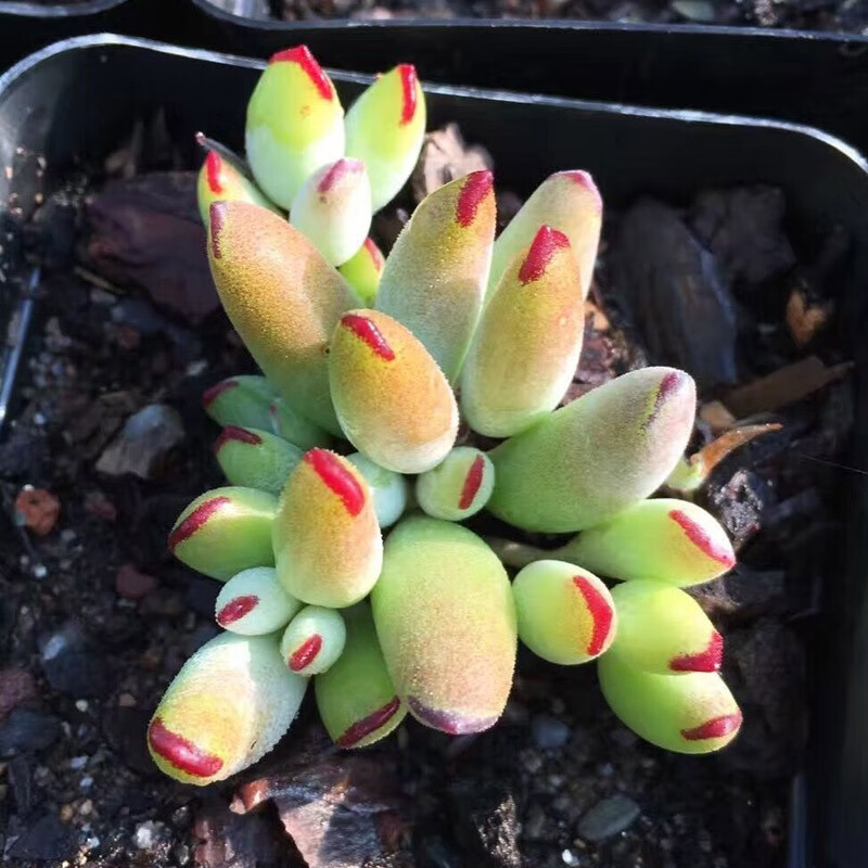 带香味多肉植物达摩福娘盆栽 精灵豆福娘棒叶福娘乒乓福娘巧克力线