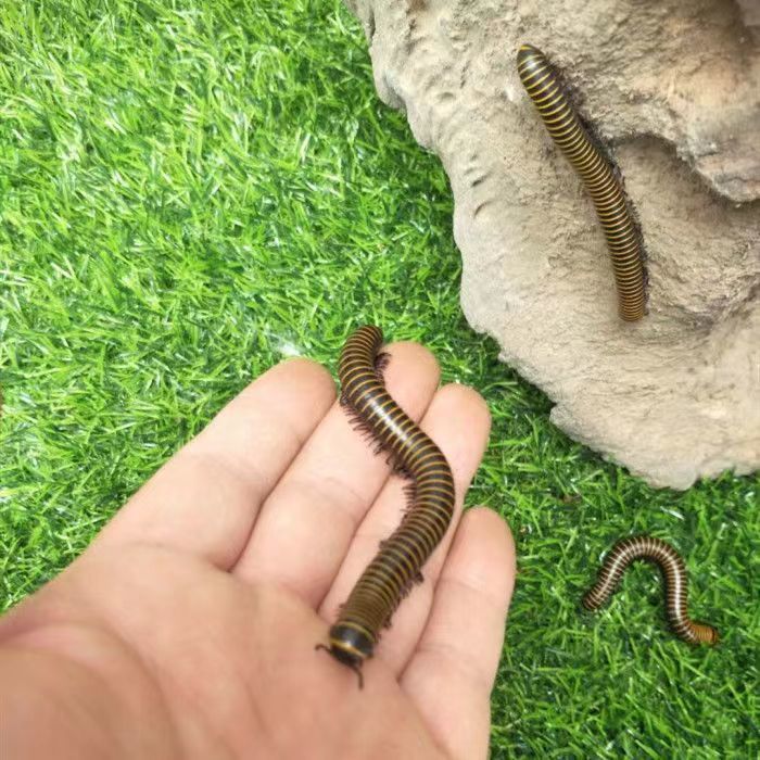 马陆虫红环黄环包活 比独角仙乌龟仓鼠鸟好养 红环20只【图片 价格