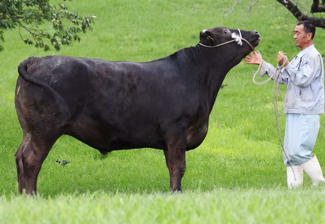 顺丰速运澳洲和牛霜降雪花羽下肉西冷牛排500克媲美a5神户m12和牛赣香