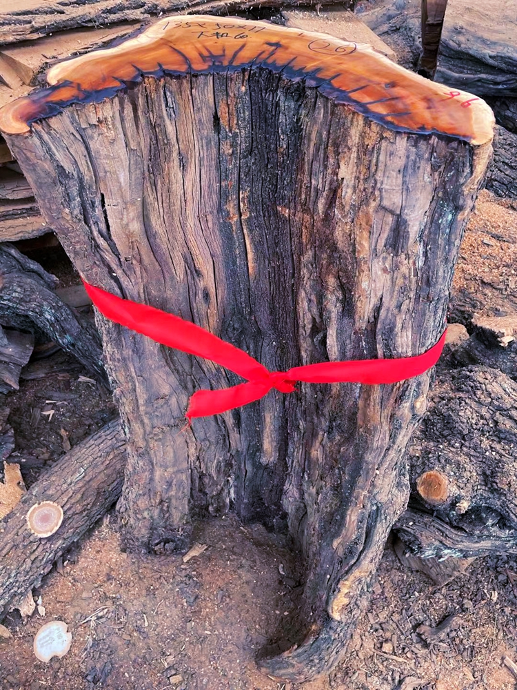 雷击枣木原木雷劈千年枣树 自然雷纹真正雷击木 雷击桃木活树砍伐