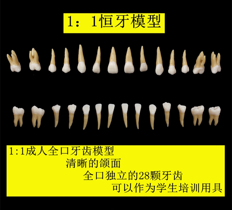 正畸牙齿模型 口腔教学模型全口双色 1比1恒牙 仿真离体牙齿 正畸种植