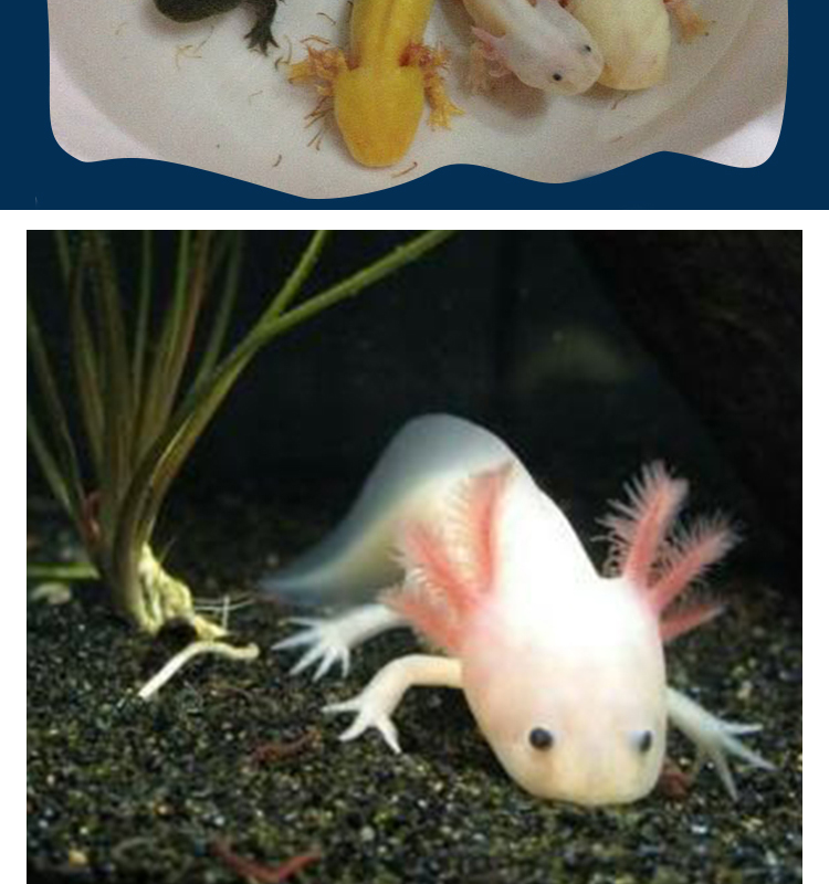 ajaj六角恐龙鱼蝾螈冷水淡水鱼观赏好养宠物小鱼六角龙水族爬行两栖鱼