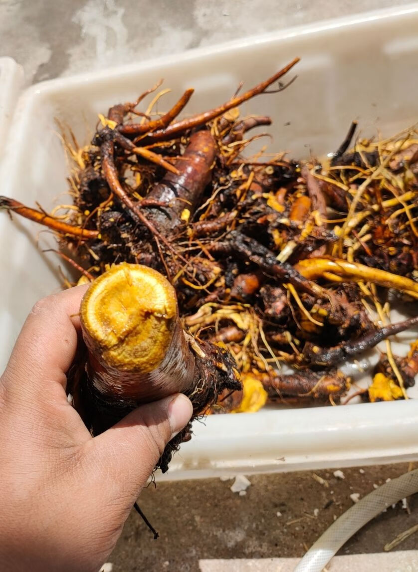 野土大黄 菠菜 新鲜血三七 洋铁叶子根 牛西西羊蹄根牛舌草 干土大黄