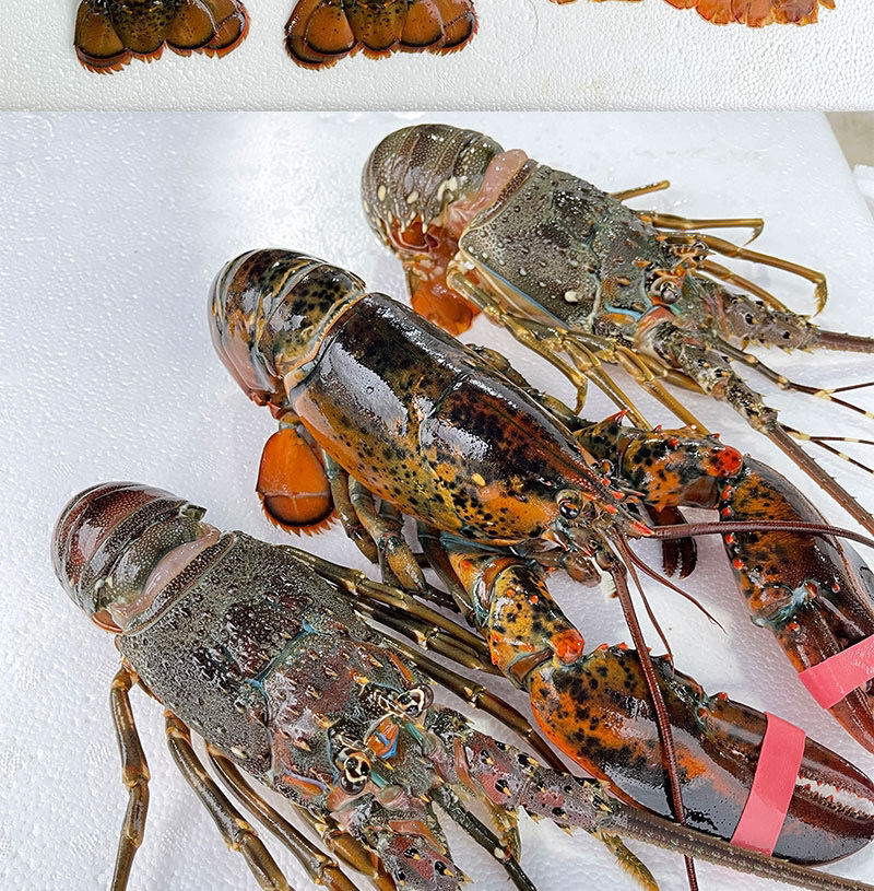 鲜活速冻青龙虾新鲜活冻波士顿龙虾特大波龙花龙虾超大龙虾 青龙1只