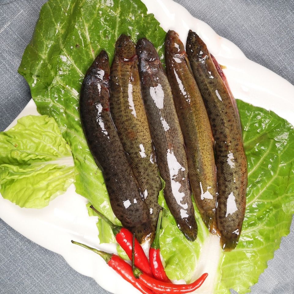 东北松花江野生开江大泥鳅 新鲜现捞速冻发货 野生大泥鳅 500g/顺丰