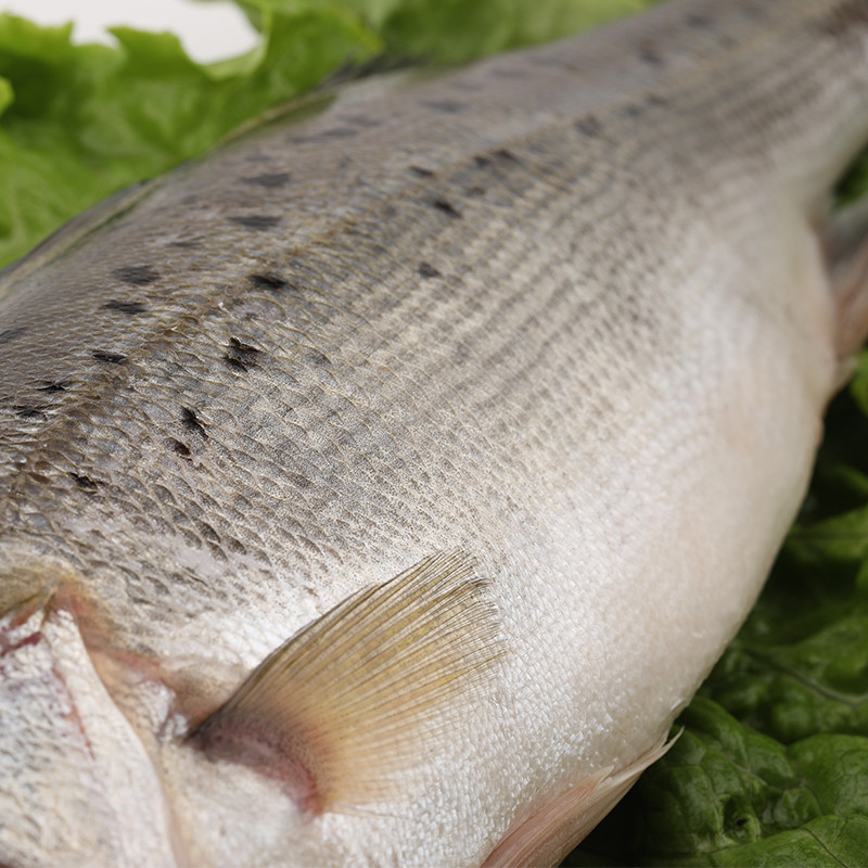 【顺丰现货】新鲜鲈鱼 海鲈鱼 七星鲈鱼 寨花鱼 花鲈 海鱼 顺丰空运