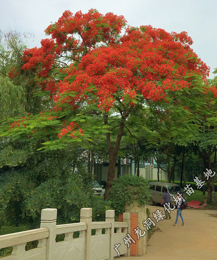 凤凰树红花楹小苗夏季开花凤凰木树苗庭院绿化苗树风景树盆栽凤凰木80