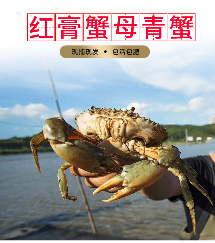 广东台山青蟹三门青蟹母红膏蟹红鲟蟹鲜活特大超大猷蠓螃蟹膏蟹 200