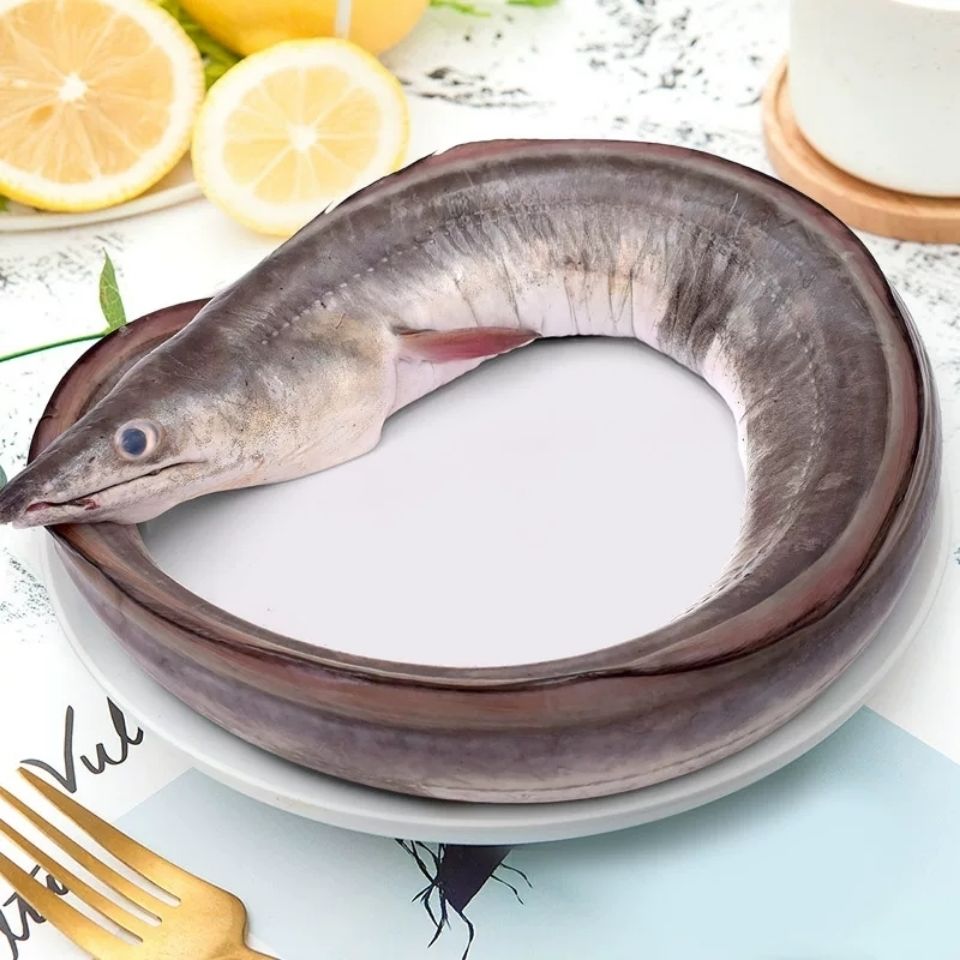 顺丰顺丰东海鲜活海鳗鱼霞浦新鲜大鳗鱼切段海鲜水产海鳗鱼约2832斤一