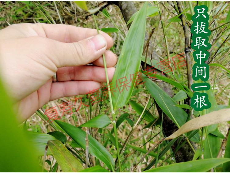 新貨野生竹葉芯竹葉心天然竹心嫩芽新鮮曬乾竹芯竹葉心涼茶100g伊梵麥