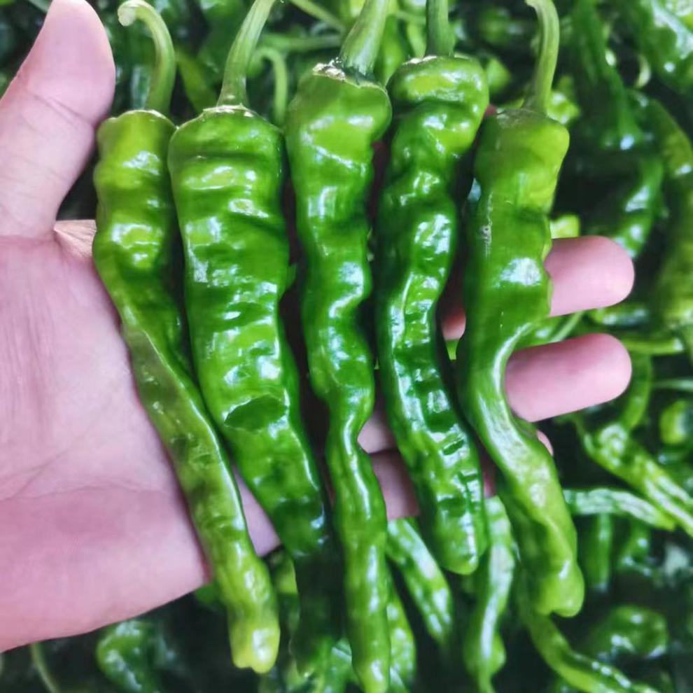 现摘新鲜蔬菜山东枣庄一窝蜂薄皮皱皮辣特辣螺丝土辣椒25斤1000g