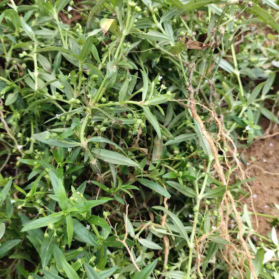 新鲜白花蛇舌草 百花蛇舌草中草药中药材鲜蛇舌草500克 新鲜白花蛇舌