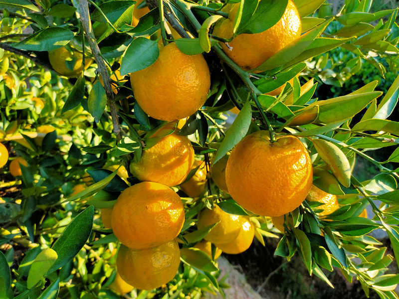 现货速发正宗瓯柑苦柑苦橘10斤5斤桔子新鲜欧柑孕妇水果苦柑年货5斤中