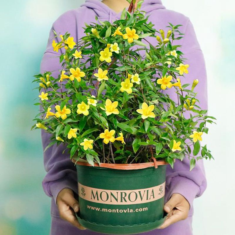 阳台爬藤花卉法国香水茉莉花盆栽别墅庭院好养植物攀援花卉带花苞多季